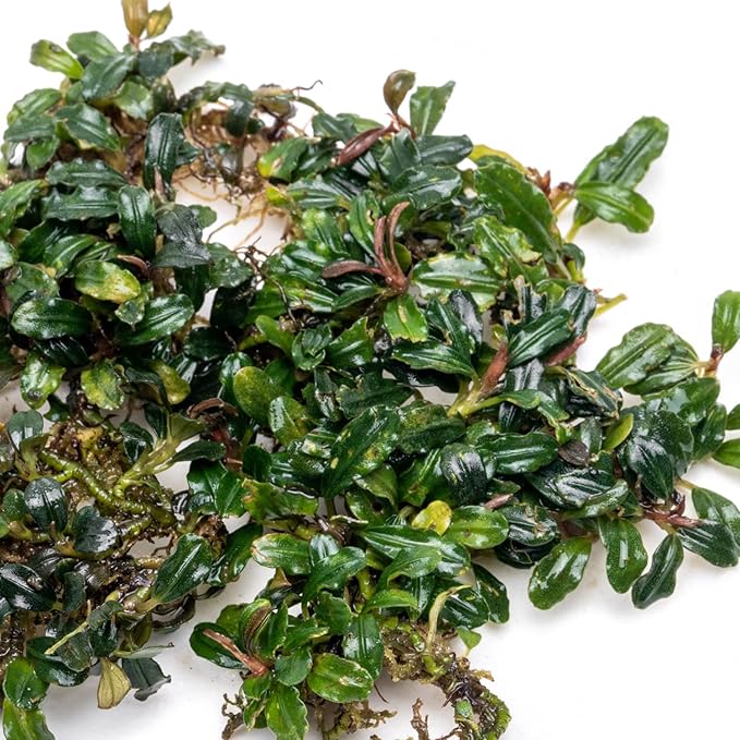 SubstrateSource Bucephalandra Lamandau Mini Purple Live Aquarium Plant - Natural Freshwater Fish Tank Decorations and Aquatic Decor (Small Clump (6-10 Plants))