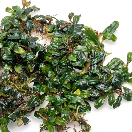 SubstrateSource Bucephalandra Lamandau Mini Purple Live Aquarium Plant - Natural Freshwater Fish Tank Decorations and Aquatic Decor (Small Clump (6-10 Plants))