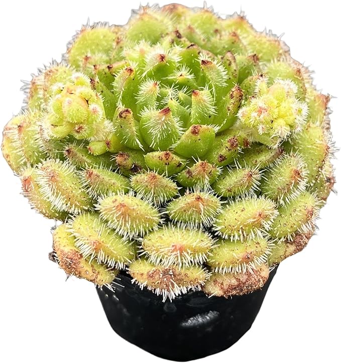 Sprout N Green Echeveria setosa 'Aoinagisa', 1 Live Succulent Plant Fully Rooted in 2" Pot, House Plant for Indoor Outdoor Home Office Wedding Decoration DIY Project Party Favor