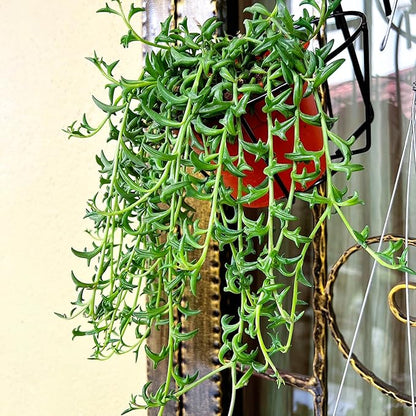 Sprout N Green Live Mini Succulent Plant, 2in String of Dolphins, 1 Pack Rare Succulent Fully Rooted in Pot, Real House Plant for Home Office Wedding Decoration DIY Projects Party Favor