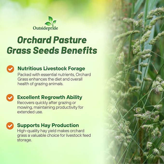 Outsidepride Grazer Orchard Pasture Grass Seed - 50 Lbs. Perennial, Drought & Shade Tolerant, Winter Hardy Fescue Seed for Hay, Grazing, Silage, Greenchop, Goat Feed, & Lawn Use