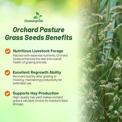Outsidepride Grazer Orchard Pasture Grass Seed - 25 Lbs. Perennial, Drought & Shade Tolerant, Winter Hardy Fescue Seed for Hay, Grazing, Silage, Greenchop, Goat Feed, & Lawn Use