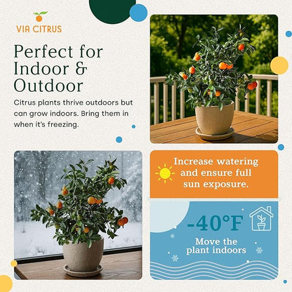 Calamondin Tree Live Plants Outdoor Plant 18-22" Tall - Dwarf Indoor Fruit Trees Live Plants Cannot Ship: CA, AZ/TX/LA – Patio Fruit Plant Pot, Housewarming Gifts, Real Citrus Tree Pot by Via Citrus