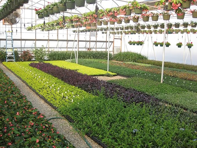 Winter Gem Boxwood - 15 Live Plants - Low Maintenance Formal Evergreen Hedge