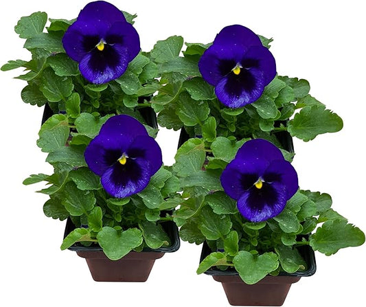 Live Healthy Flowering Pansies - Purple Blotch (4 Plants Per Pack), Beautiful Fall Color, 6" Tall by 4" Wide in 1 Pint Square Pot
