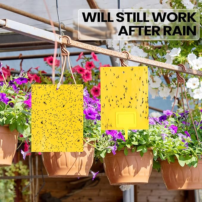 Qualirey 150 Pcs 6 x 8 Inch Sticky Traps for Gnats Dual Sided Fruit Fly Sticky Traps for Indoor and Outdoor Plant with Twist Ties and Plastic Holders for Flying Plant Insect, Fungus Gnats (Yellow)