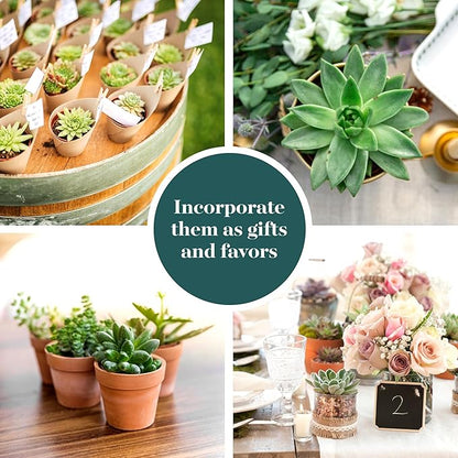 Shop Succulents Verde Succulent Plant Pack Bulk Collection - Live Mini Succulent Plants, Low Maintenance, Mix of Green Succulents & Textures - Wedding and Party Favors, Gift & Garden, Pack of 100