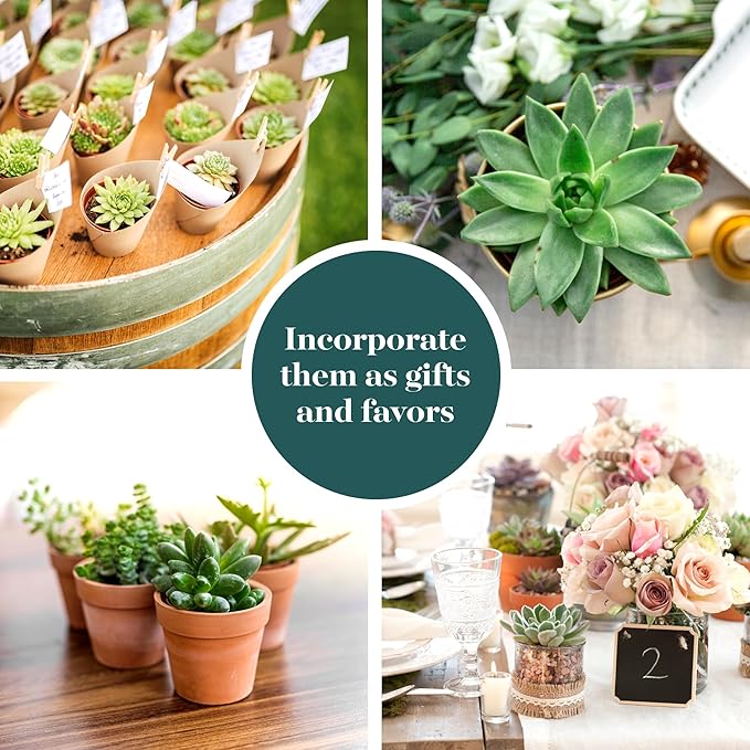 Shop Succulents Verde Succulent Plant Pack Bulk Collection - Live Mini Succulent Plants, Low Maintenance, Mix of Green Succulents & Textures - Wedding and Party Favors, Gift & Garden, Pack of 64