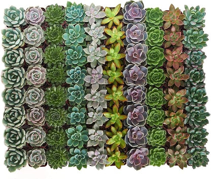 Shop Succulents Rosette Succulent Plant Pack Collection - Live Mini Succulent Plants, Low Maintenance, Floral Shaped Mix of Colors & Textures - Wedding and Party Favors, Gift & Garden, Pack of 256