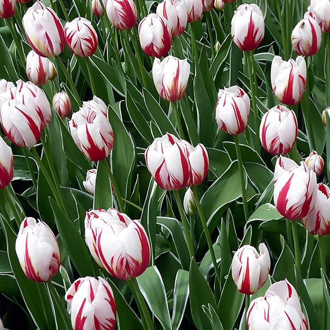 Mixed Sorbet Tulips – 8 Bulbs | Pink, Red & White Perennial Flowers - Spring Blooming | Easy-to-Grow Rembrandt Tulips for Rock Gardens, Borders & Containers – Zones 3–8 | Butterfly & Bee Attracting