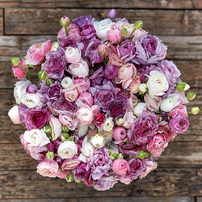 Eden Brothers Ranunculus Bulbs - Secret Garden Mix