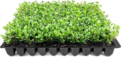 Wintergreen Boxwood | 3 Live Plants | Buxus Microphylla | Evergreen Shrub, Dense Foliage, Formal Garden, Low Maintenance, Privacy Hedge, Year-Round Interest, Landscaping Shrub