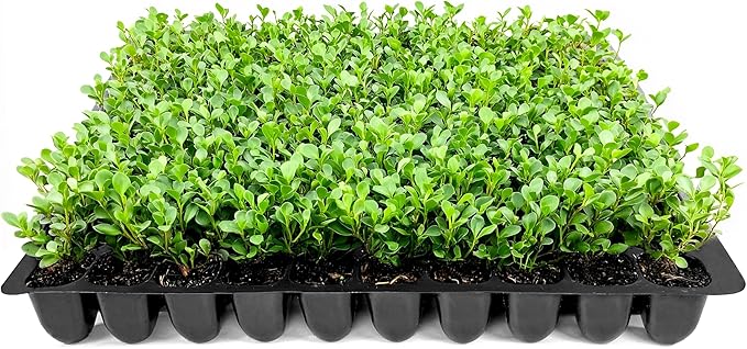 Wintergreen Boxwood | 20 Live Plants | Buxus Microphylla | Evergreen Shrub, Dense Foliage, Formal Garden, Low Maintenance, Privacy Hedge, Year-Round Interest, Landscaping Shrub