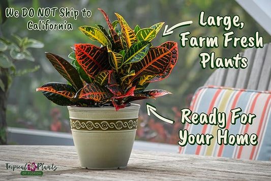 Croton Plants (Petra, 1 Gallon/6" Nursery Pot)