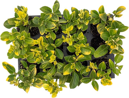 12 Golden Euonymus Shrubs | Live Plants in 2.5-inch Nursery Cubes | Japonica ‘Aureo-Marginatus’ Variety | Easy-Care Evergreen | Variegated Yellow-Green Foliage | Hedges & Shrubs for Home & Garden