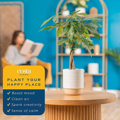 Costa Farms Money Tree Live Plant | 12-16 Inches Tall Bonsai | Easy to Grow Indoor Houseplant in 4-Inch Plant Pot | Home, Office, or Room Decor