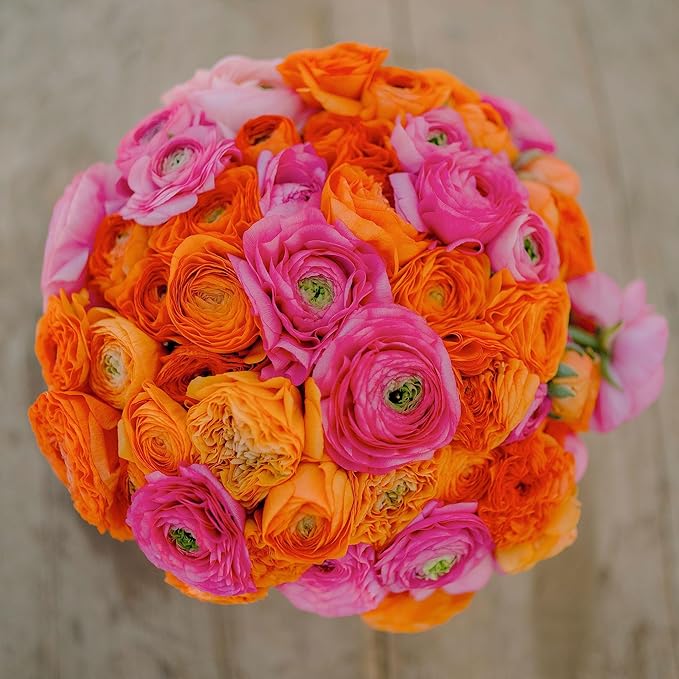 Eden Brothers Ranunculus Bulbs - Pink Clementine Mix
