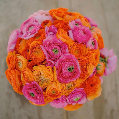 Eden Brothers Ranunculus Bulbs - Pink Clementine Mix
