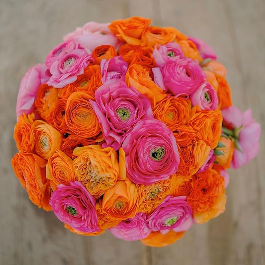 Eden Brothers Ranunculus Bulbs - Pink Clementine Mix