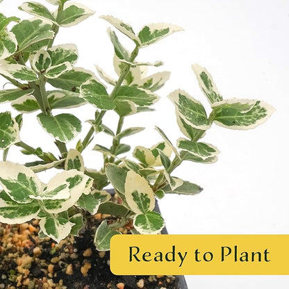 2 Emerald Gaiety Euonymus in 3.5" Nursery Cubes | Euonymus fortunei ‘Emerald Gaiety’ | Live Plants | Variegated Evergreen Shrub for Borders, Groundcover & Containers