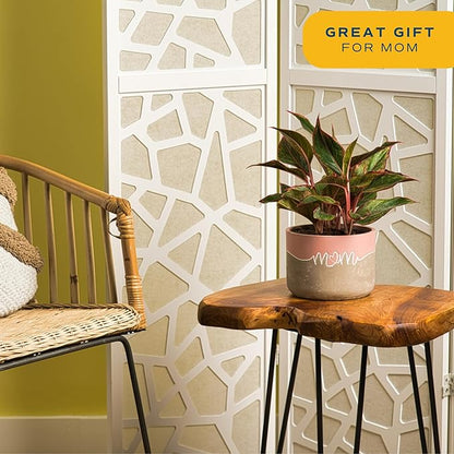Costa Farms Chinese Evergreen, Easy to Grow Live Indoor Plant Aglaonema, Potted Houseplant in Cute Decor Pot, Everyday Gift for Mom, Wife, Daughter, Son Room Decor, 1 Foot Tall
