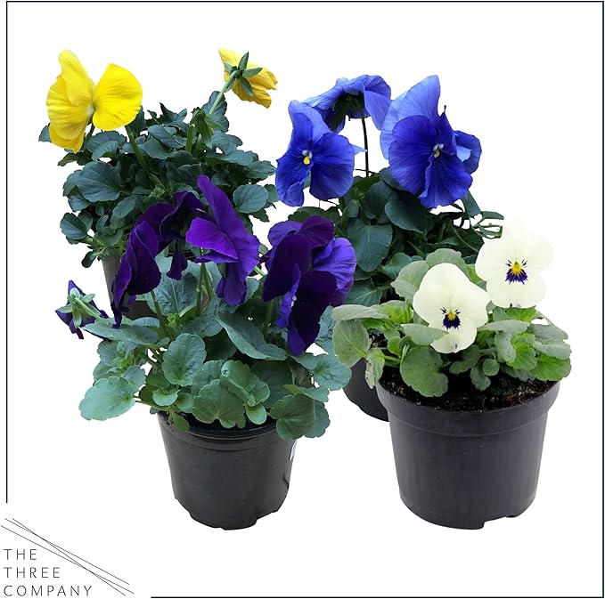 Live Healthy Flowering Pansies - Assorted Colors (4 Plants Per Pack), Beautiful Fall Color, 6" Tall by 4" Wide in 1 Pt Pot