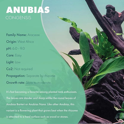 SubstrateSource Anubias Live Aquarium Plants - Potted Freshwater Plant for Fish Tanks, Terrariums - Beginner Friendly Low Light (Congensis, 1 Pot)