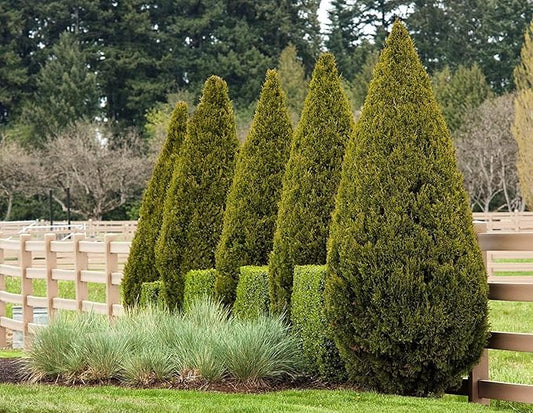 Spartan Juniper | 40 Live Trees | Juniperus Chinensis | Evergreen Privacy Screening Plant