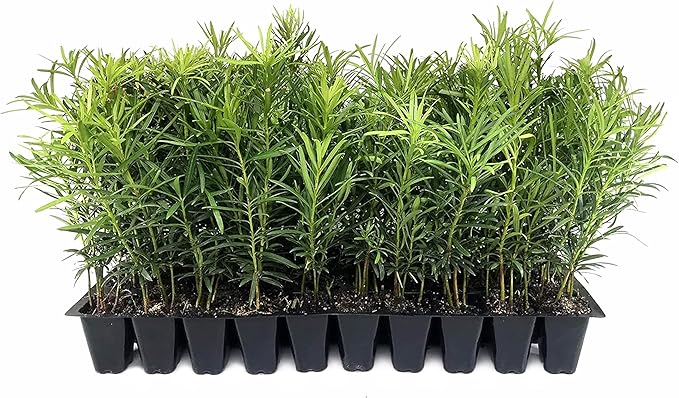 Podocarpus Macrophyllus Japanese Yew | 3 Live Plants | Podocarpus macrophyllus | Privacy Hedge Shrub | Evergreen Landscaping Plants for Gardens & Borders