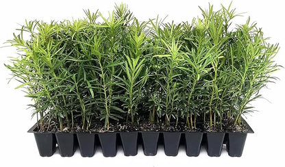 Podocarpus Macrophyllus Japanese Yew | 3 Live Plants | Podocarpus macrophyllus | Privacy Hedge Shrub | Evergreen Landscaping Plants for Gardens & Borders