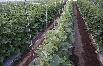 10-Feet by 4920-Feet Professional Grade Vegetable Support Trellis Netting Roll/Scrog Net Roll, (119" x 4920' / 3m x 1500m) (mesh 5.9"x6.7" / 15cm x 17cm)