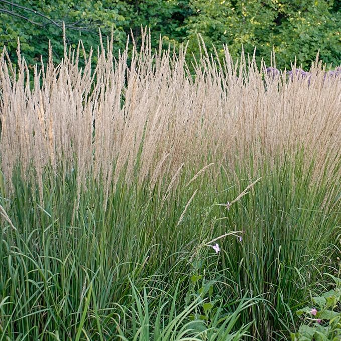 Direct Gardening Karl Forester Ornamental Starter Grass Plant, 1 per Offer