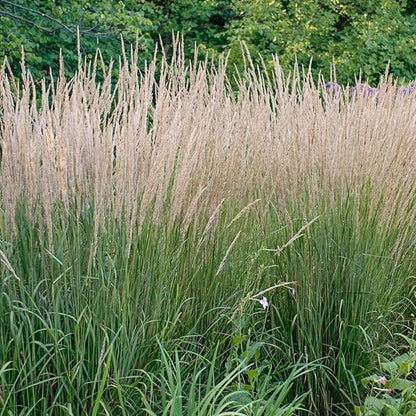 Direct Gardening Karl Forester Ornamental Starter Grass Plant, 1 per Offer