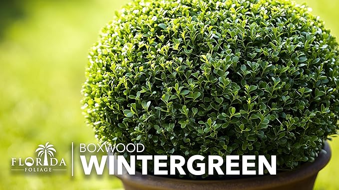 Wintergreen Boxwood | 2 Extra Large 3 Gallon Plants | Buxus Microphylla | Evergreen Shrub, Dense Foliage, Formal Garden, Low Maintenance, Privacy Hedge, Year-Round Interest, Landscaping Shrub