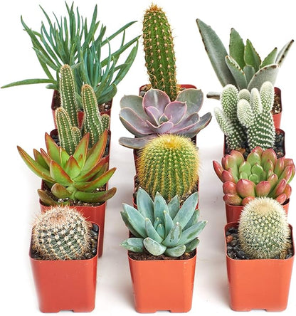 Shop Succulents Premium Live Mini Cactus and Succulent Plants in 2" Pots, Easy Care Indoor or Outdoor Gardening, Terrariums, Favors, & Contemporary Spaces with Hardy, Resilient Varieties, Pack of 12