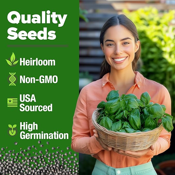 HOME GROWN 𝗨𝗦𝗔 𝗣𝗥𝗘𝗠𝗜𝗨𝗠 Italian Basil Seeds Bulk Pack 1,424 Sweet Large Leaf Basil Seeds for Planting 𝗡𝗢𝗡-𝗚𝗠𝗢 and Heirloom Herb Seeds for Planting Indoors or Outdoors (Ocimum basilicum)