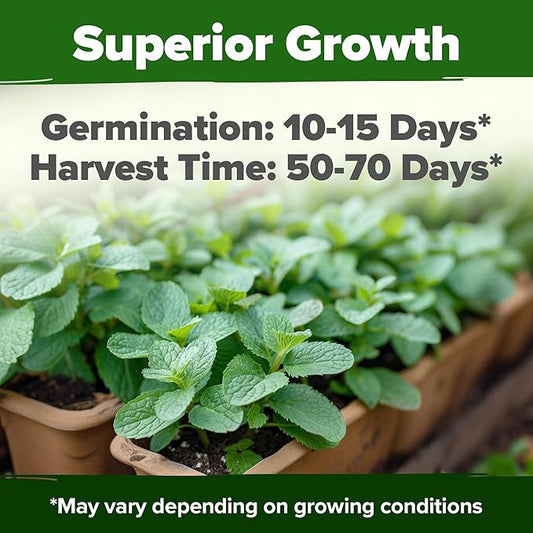 HOME GROWN 𝗨𝗦𝗔 𝗣𝗥𝗘𝗠𝗜𝗨𝗠 Common Mint Seeds (Bulk Pack) 1,800 𝗡𝗢𝗡-𝗚𝗠𝗢 Heirloom Herb Seeds, USA Sourced | Ideal for Planting Outdoors or Indoors for a Fresh Mint Tea Garden (Mentha spp)
