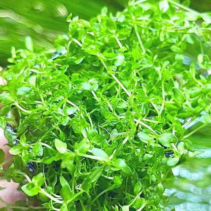 Greenpro | Pearl Weed Hemianthus Micranthemoides Potted US Farm Live Aquarium Plants Midground for Fish Tank Decoration
