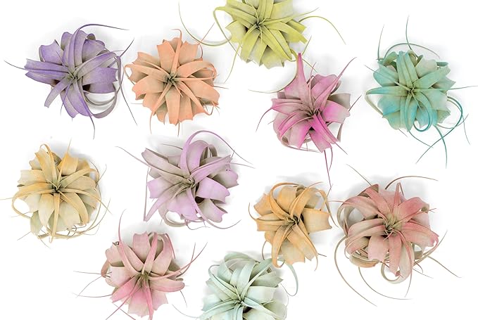 Coral Colorful Tillandsia Air Plants - Long Lasting Color Enhanced Live Tillandsia Succulent House Plants - Home and Garden Decor - Easy Care Indoor/Outdoor Plants (Mini Xerographica, Pack of 3)