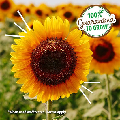 Back to the Roots Kids Science Grow Kit 2ct - Watermelon and Sunflower
