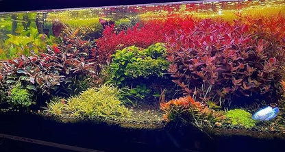 Ultum Nature Systems Downoi Pogostemon Helferi Tissue Culture Live Plant for Aquarium, Aquascape, Freshwater Fish Tanks - 100% Snail Free in Vitro