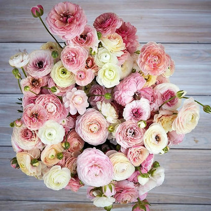 Ranunculus Bulbs - Porcelaine - 100 Bulbs - Pink Flower Bulbs, Corm Attracts Bees, Attracts Pollinators, Easy to Maintain & Grow, Fragrant, Container Garden