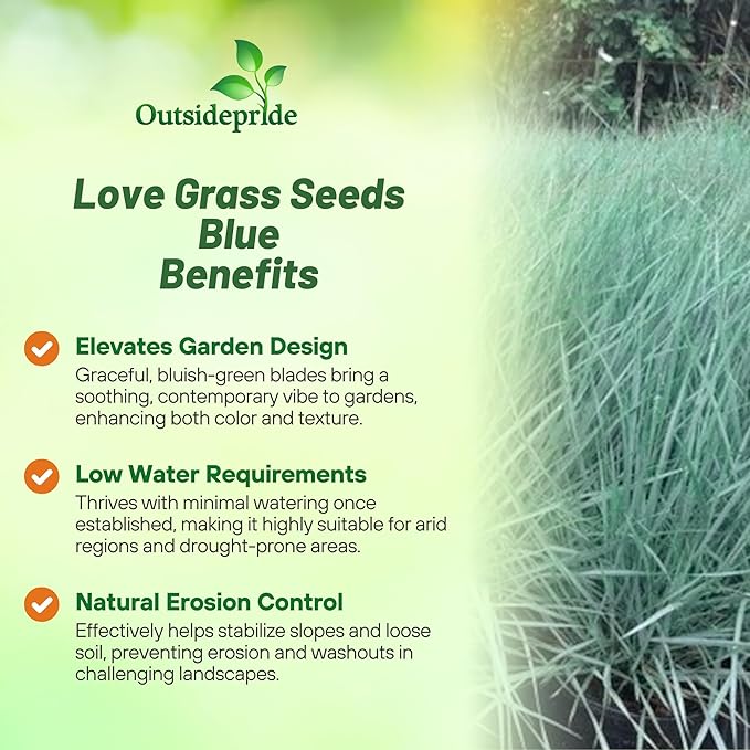 Outsidepride 1000 Seeds Perennial Eragrostis Elliotii Blue Eros Ornamental Love Grass Seed for Planting