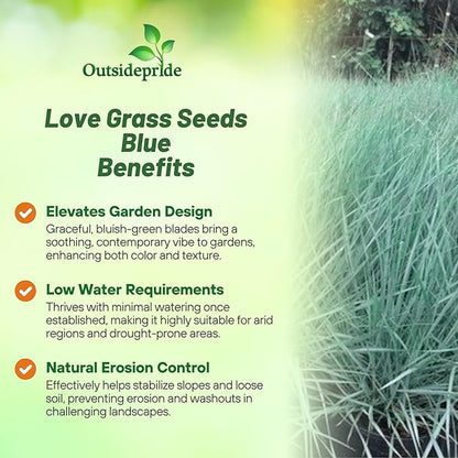 Outsidepride 1000 Seeds Perennial Eragrostis Elliotii Blue Eros Ornamental Love Grass Seed for Planting