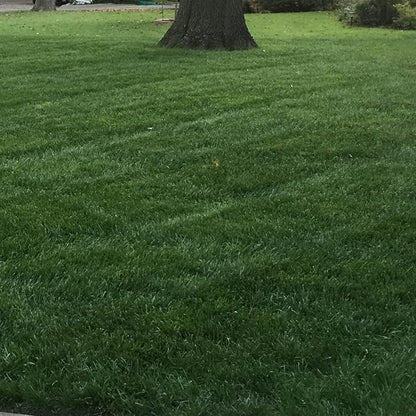 Outsidepride Combat Extreme Northern Zone - 5 Lbs Cold-Hardy, Drought-Resistant Turf Type Tall Fescue & Kentucky Bluegrass Lawn Grass Seed Blend, OptiGrowth Coated for Better Establishment