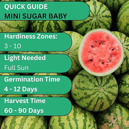 Woods Creek Seeds: Sugar Baby Watermelon Seeds for Planting - Over 90 Heirloom Watermelon Seed Pack - Non-GMO Fruit Seeds for Planting Home Garden or Outdoors - Mini Watermelon Seeds for Gardeners