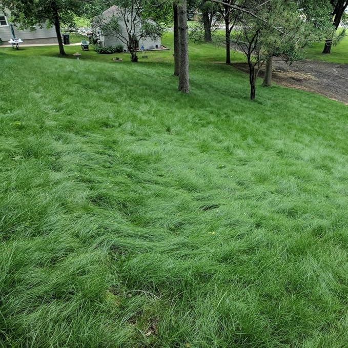 Outsidepride Legacy Fine Fescue Grass Seed Mix - 50 lbs. Shade & Sun Tolerant Blend of Hard Fescue, Chewings Fescue & Creeping Red Fescue with OptiGrowth Coating for Better Establishment