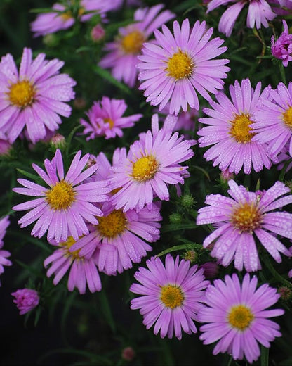 Perennial Farm Aster X 'Wood's Pink' – Live Dwarf Aster Perennial in #1 Container, Compact Habit with Rose-Pink Daisy-Like Blooms, Pollinator Friendly, Long Blooming, Great for Borders & Fall Gardens