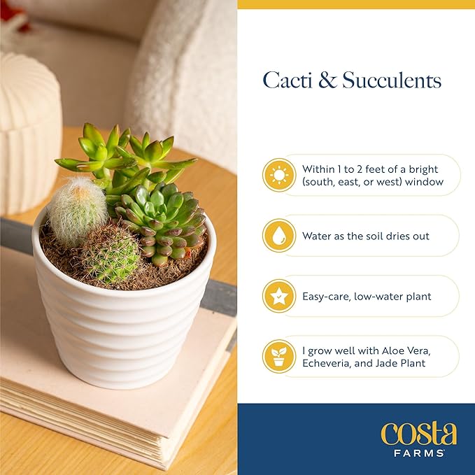 Costa Farms Mini Succulent Live Plants in Decorative Pots, Easy to Maintain Indoor Succulents, Houseplants for Home or Office Decor, House Warming or Party Favors, 2-3.5 Inches Tall, Pack of 48