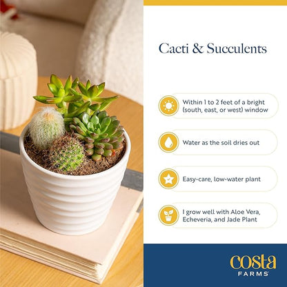 Costa Farms Mini Succulent Live Plants in Decorative Pots, Easy to Maintain Indoor Succulents, Houseplants for Home or Office Decor, House Warming or Party Favors, 2-3.5 Inches Tall, Pack of 48